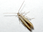 Batrachedra confusella